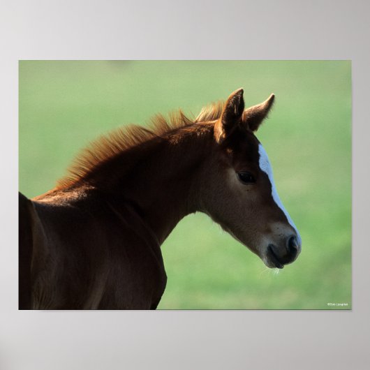 Bob Langrish | Quarter Horse Foal Backlit Poster (Voorkant)