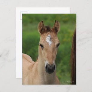 Bob Langrish Quarter Horse Foal Headshot Briefkaart