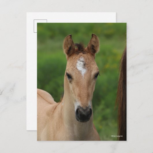 Bob Langrish | Quarter Horse Foal Headshot Briefkaart (Voorkant / Achterkant)