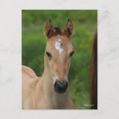 Bob Langrish | Quarter Horse Foal Headshot Briefkaart (Voorkant)