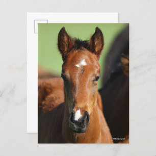 Bob Langrish Quarter Horse Foal Headshot Briefkaart