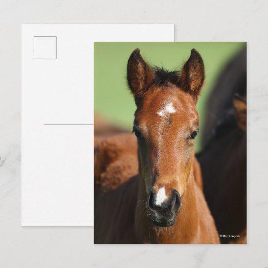 Bob Langrish | Quarter Horse Foal Headshot Briefkaart (Voorkant / Achterkant)