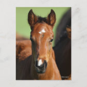 Bob Langrish | Quarter Horse Foal Headshot Briefkaart (Voorkant)