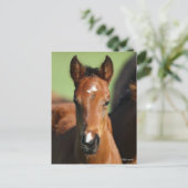Bob Langrish | Quarter Horse Foal Headshot Briefkaart (Staand voorkant)