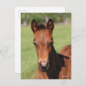 Bob Langrish | Quarter Horse Foal Headshot Briefkaart (Voorkant / Achterkant)