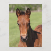 Bob Langrish | Quarter Horse Foal Headshot Briefkaart (Voorkant)