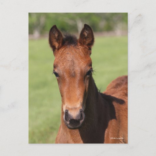 Bob Langrish | Quarter Horse Foal Headshot Briefkaart (Voorkant)