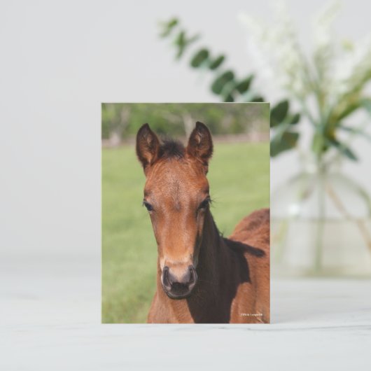 Bob Langrish | Quarter Horse Foal Headshot Briefkaart (Staand voorkant)