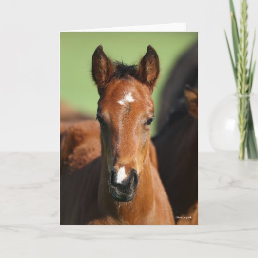 Bob Langrish | Quarter Horse Foal Headshot Kaart (Voorkant)