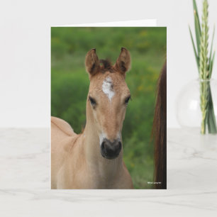 Bob Langrish Quarter Horse Foal Headshot Kaart