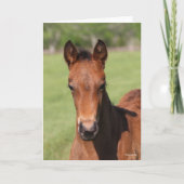 Bob Langrish | Quarter Horse Foal Headshot Kaart (Voorkant)