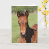 Bob Langrish | Quarter Horse Foal Headshot Kaart (Gele Bloem)