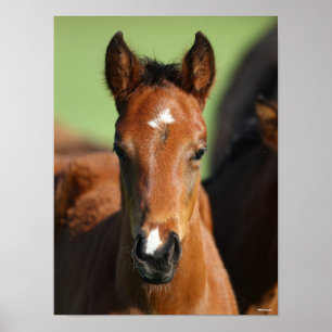 Bob Langrish Quarter Horse Foal Headshot Poster