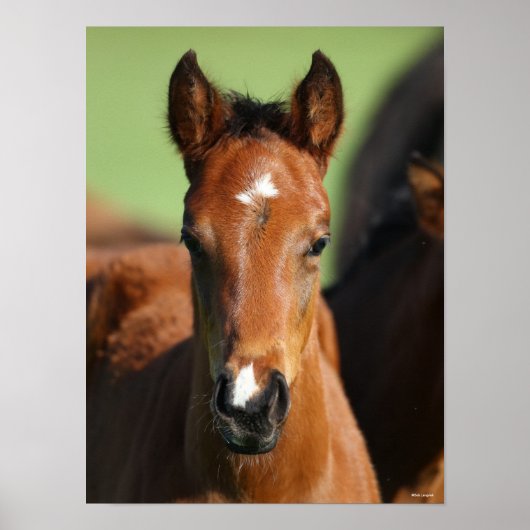 Bob Langrish | Quarter Horse Foal Headshot Poster (Voorkant)