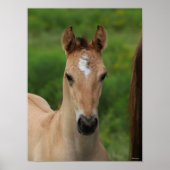 Bob Langrish | Quarter Horse Foal Headshot Poster (Voorkant)