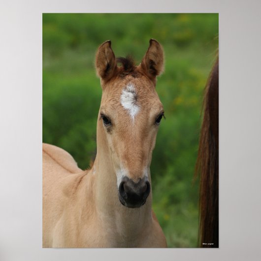 Bob Langrish | Quarter Horse Foal Headshot Poster (Voorkant)