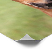 Bob Langrish | Quarter Horse Foal Headshot Poster (Hoek)