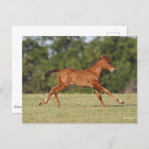 Bob Langrish Quarter Horse Foal Runing Briefkaart