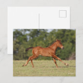 Bob Langrish | Quarter Horse Foal Runing Briefkaart (Voorkant / Achterkant)