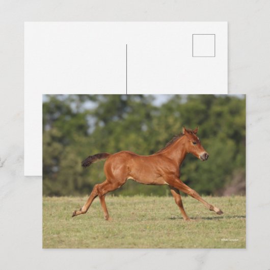 Bob Langrish | Quarter Horse Foal Runing Briefkaart (Voorkant / Achterkant)