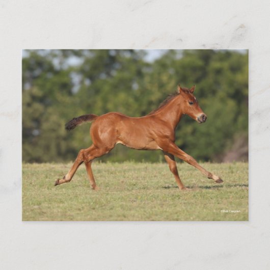 Bob Langrish | Quarter Horse Foal Runing Briefkaart (Voorkant)