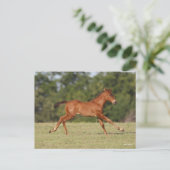 Bob Langrish | Quarter Horse Foal Runing Briefkaart (Staand voorkant)