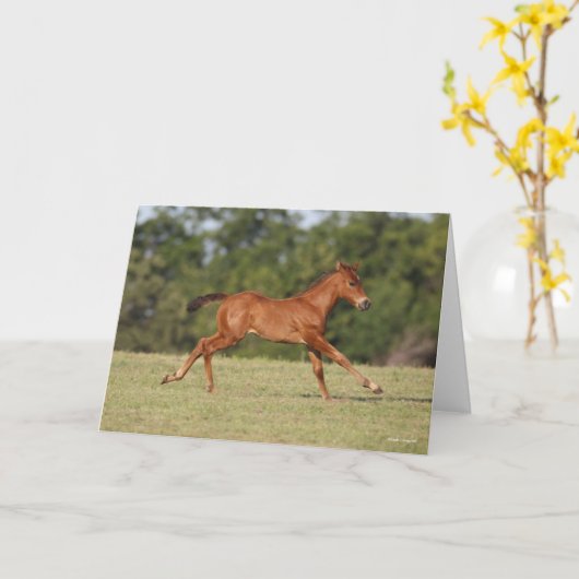 Bob Langrish | Quarter Horse Foal Runing Kaart (Gele Bloem)