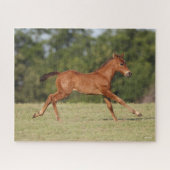 Bob Langrish | Quarter Horse Foal Runing Legpuzzel (Horizontaal)
