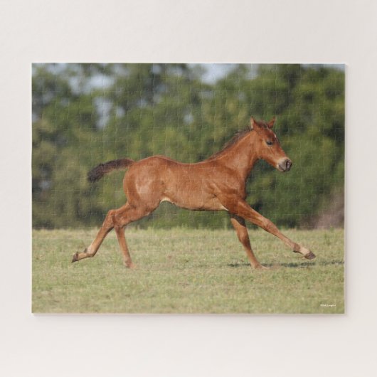 Bob Langrish | Quarter Horse Foal Runing Legpuzzel (Horizontaal)