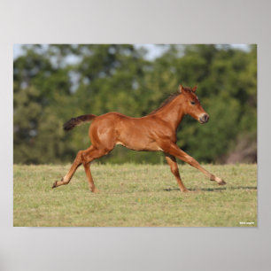 Bob Langrish Quarter Horse Foal Runing Poster