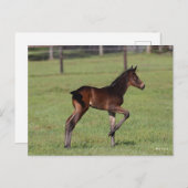 Bob Langrish | Quarter Horse Foal Standing Leg Up Briefkaart (Voorkant / Achterkant)