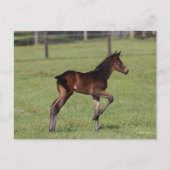 Bob Langrish | Quarter Horse Foal Standing Leg Up Briefkaart (Voorkant)