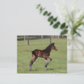 Bob Langrish | Quarter Horse Foal Standing Leg Up Briefkaart (Staand voorkant)