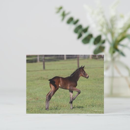 Bob Langrish | Quarter Horse Foal Standing Leg Up Briefkaart (Staand voorkant)