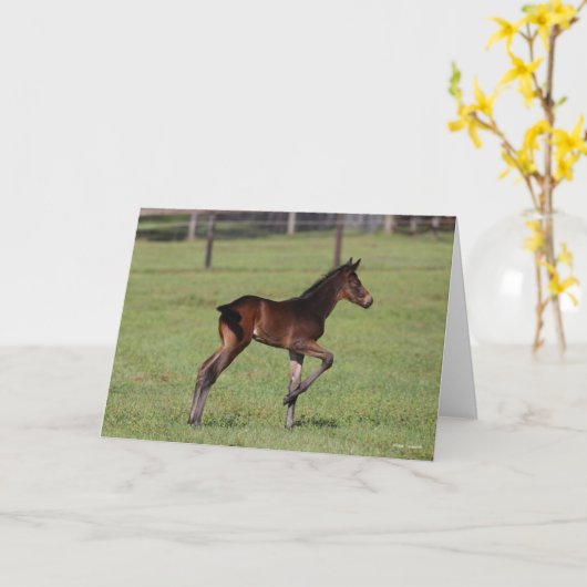 Bob Langrish | Quarter Horse Foal Standing Leg Up Kaart (Gele Bloem)