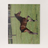 Bob Langrish | Quarter Horse Foal Standing Leg Up Legpuzzel (Verticaal)
