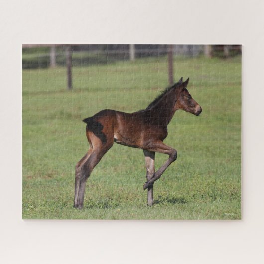 Bob Langrish | Quarter Horse Foal Standing Leg Up Legpuzzel (Horizontaal)