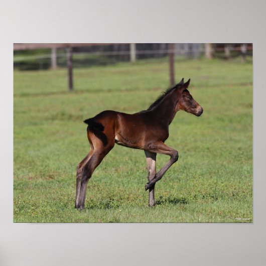 Bob Langrish | Quarter Horse Foal Standing Leg Up Poster (Voorkant)