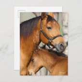 Bob Langrish Quarter Horse Mare and Foal Headshot Briefkaart (Voorkant / Achterkant)