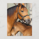 Bob Langrish Quarter Horse Mare and Foal Headshot Briefkaart (Voorkant)