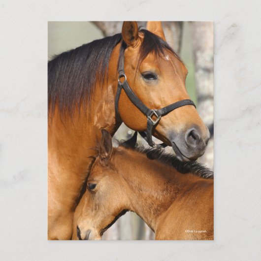 Bob Langrish Quarter Horse Mare and Foal Headshot Briefkaart (Voorkant)
