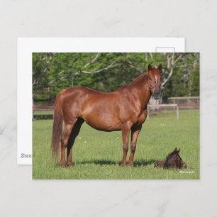 Bob Langrish Quarter Horse Mare and Foal Standing Briefkaart