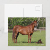 Bob Langrish Quarter Horse Mare and Foal Standing Briefkaart (Voorkant / Achterkant)