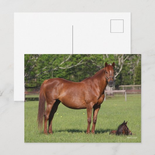 Bob Langrish Quarter Horse Mare and Foal Standing Briefkaart (Voorkant / Achterkant)