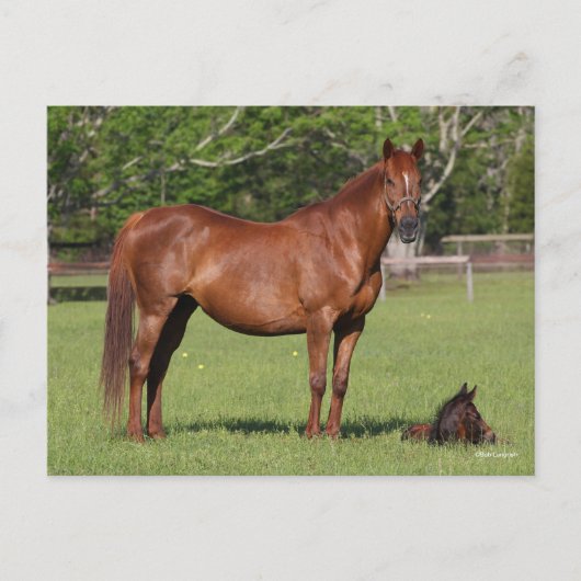 Bob Langrish Quarter Horse Mare and Foal Standing Briefkaart (Voorkant)