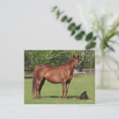 Bob Langrish Quarter Horse Mare and Foal Standing Briefkaart (Staand voorkant)