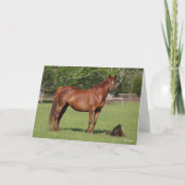 Bob Langrish Quarter Horse Mare and Foal Standing Kaart (Voorkant)