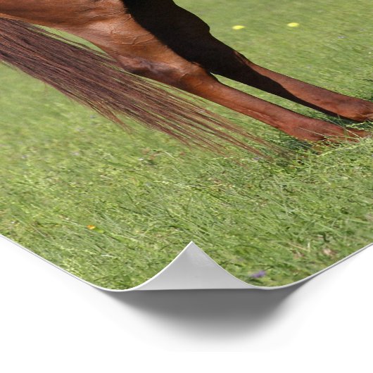 Bob Langrish Quarter Horse Mare and Foal Standing Poster (Hoek)