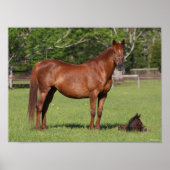 Bob Langrish Quarter Horse Mare and Foal Standing Poster (Voorkant)