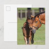 Bob Langrish Quarter Horse Mare en Foal Cuddling Briefkaart (Voorkant / Achterkant)